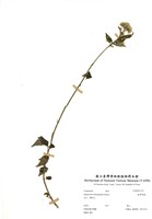 藏品(臺灣澤蘭)的圖片